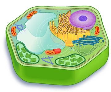 struktura rostlinných buněk