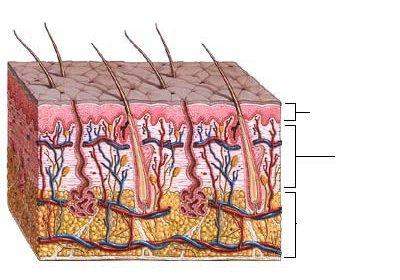 struktura skóry