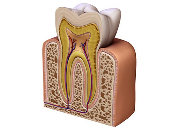 Struktura zubů