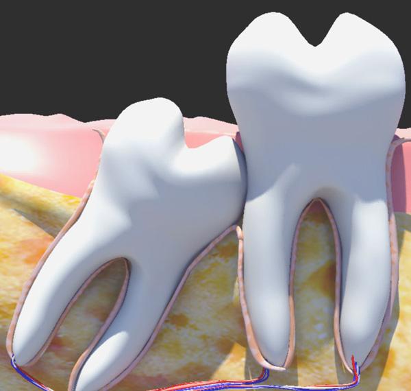 анатомия на зъбите