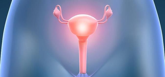 Struktura ženske vagine