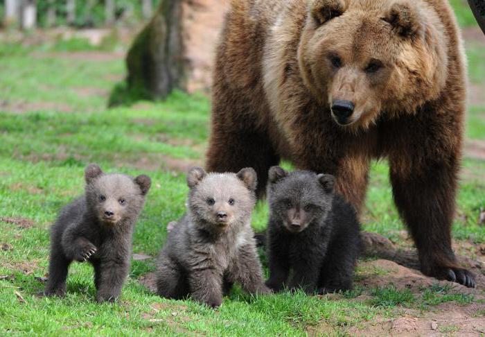 opowieść o niedźwiedziu Puszkina