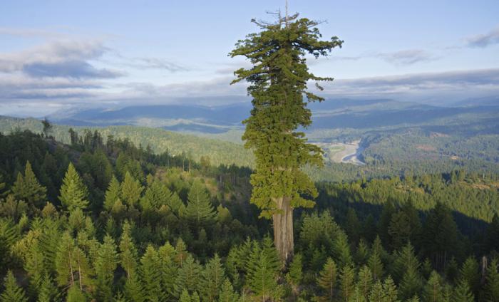 najvišja in največja drevesa na svetu