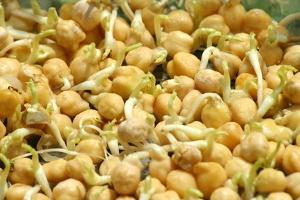 полза от пшенични зародиши