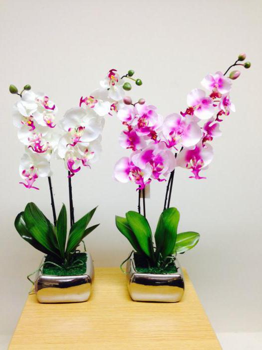 Hodnota květinové orchideje
