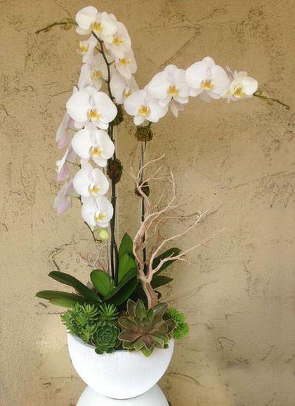 Бяло цвете на орхидея
