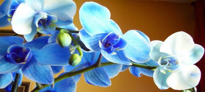 Modrá orchidejová květina Význam