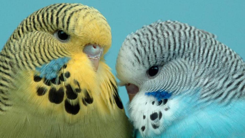 colori dei pappagalli