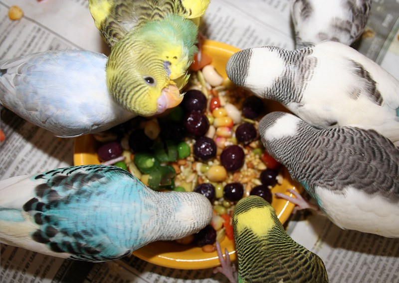 cibo per pappagalli ondulati