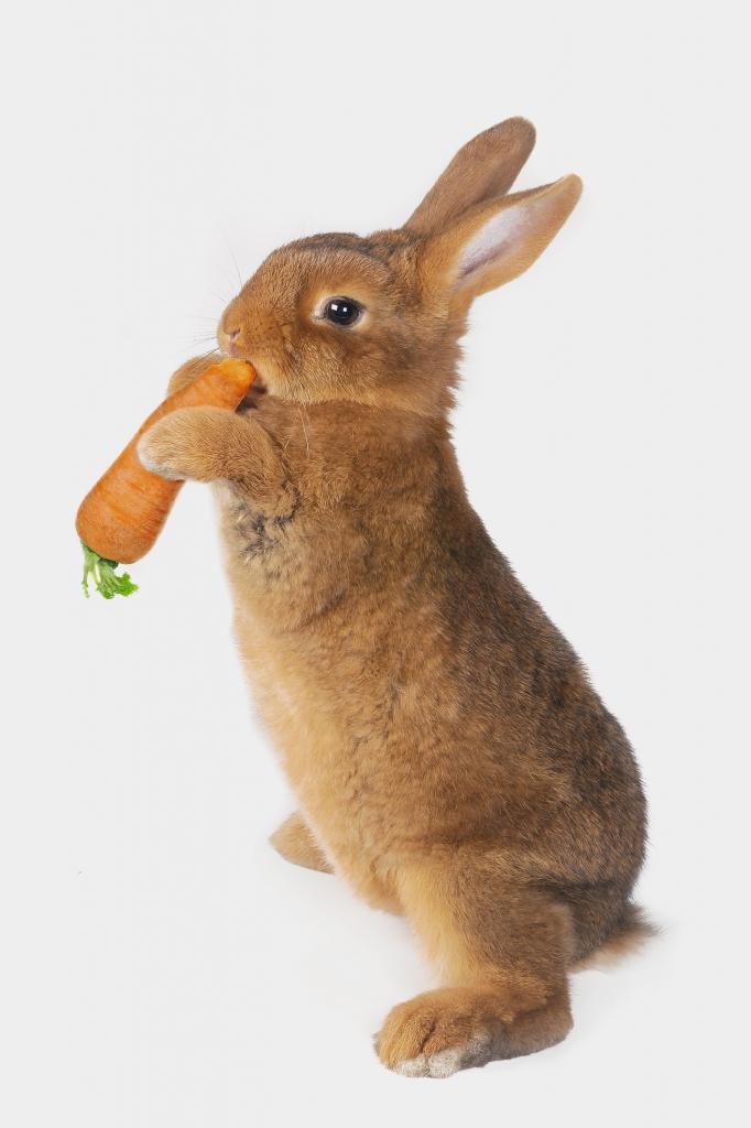 Заек с моркови