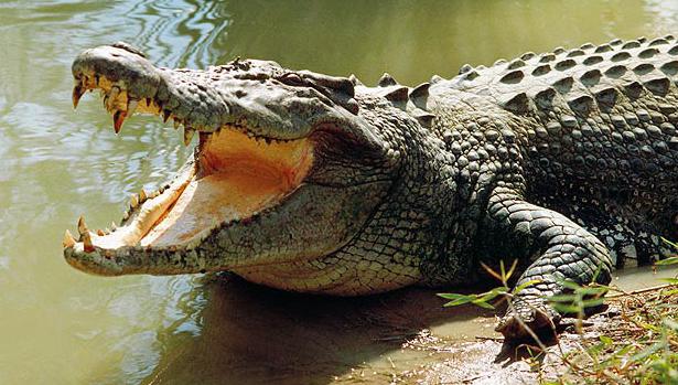 największy na świecie krokodyl