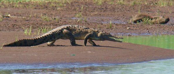 chytil největší krokodýl na světě