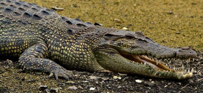 званично највећи крокодил на свету