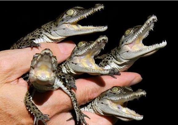 največjih krokodilov na zemlji