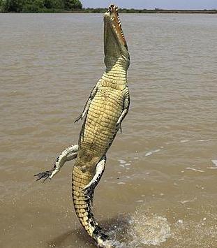 i più grandi coccodrilli del mondo che taglia