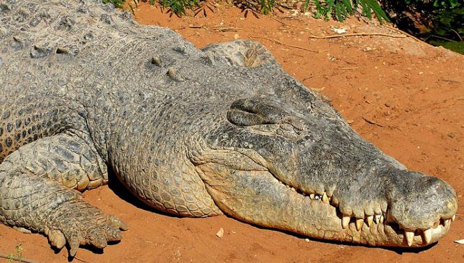 най-големият крокодил в света