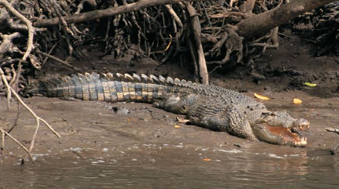 največji krokodil na zemlji