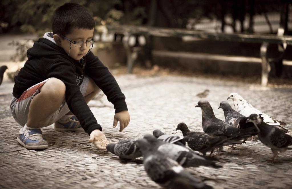 Chłopiec karmi gołębie