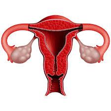 tanki vzroki endometrija