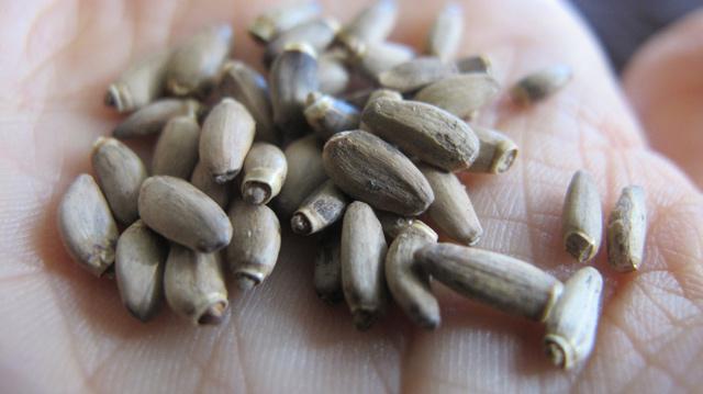 лечебни свойства на семената