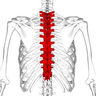 vertebra toracica