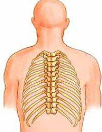 vertebre della colonna vertebrale toracica