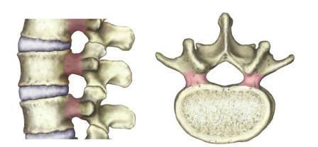 caratteristiche delle vertebre toraciche