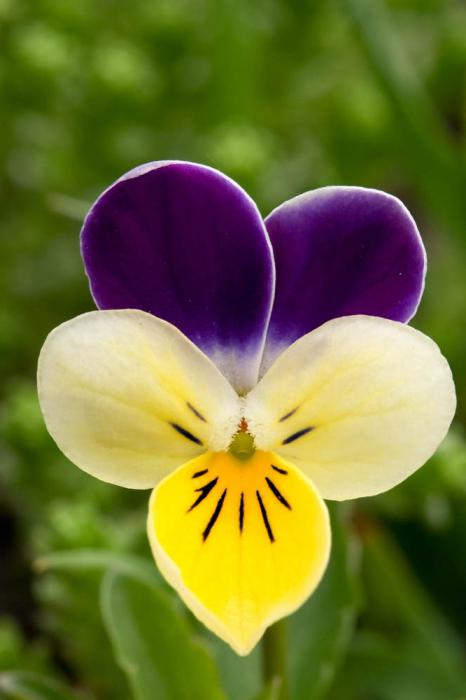 Viola tricolore