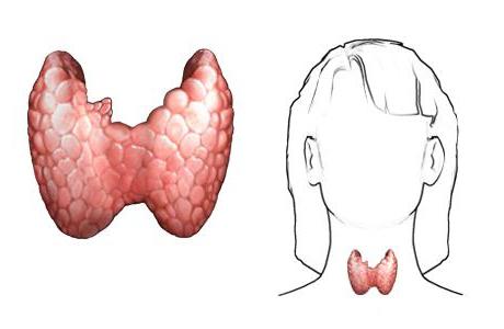 sintomi di disfunzione tiroidea