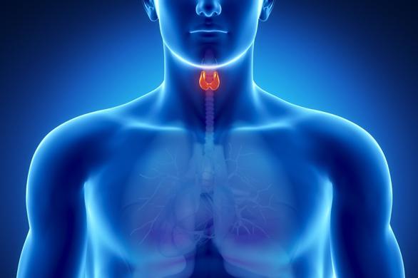 thyroid stimulující hormon