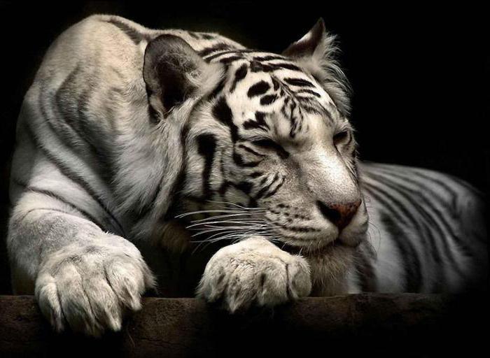 spać tygrysa dla kobiety