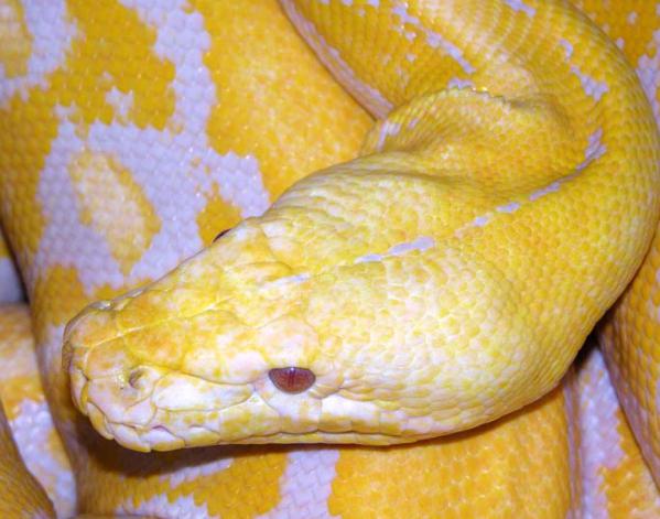 albino tiger python