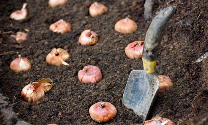 Как да се съхранява изкопани луковици на гладиоли