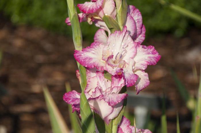 Kako shraniti gladiolus pozimi