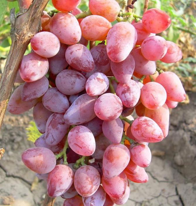 descrizione varietà uva timur