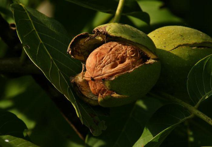 zelené ořechy užitečné vlastnosti