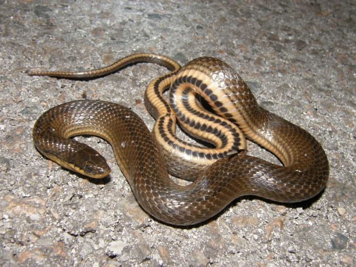 interpretacja snake snake