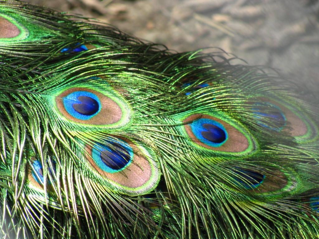 Peacock perje