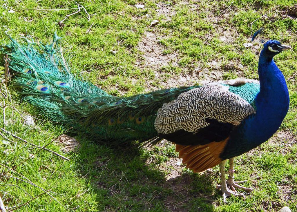 Peacock bird - jeden z cudów natury