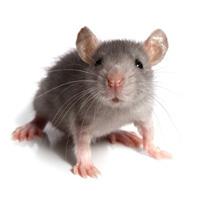 jak chytit myš v bytě