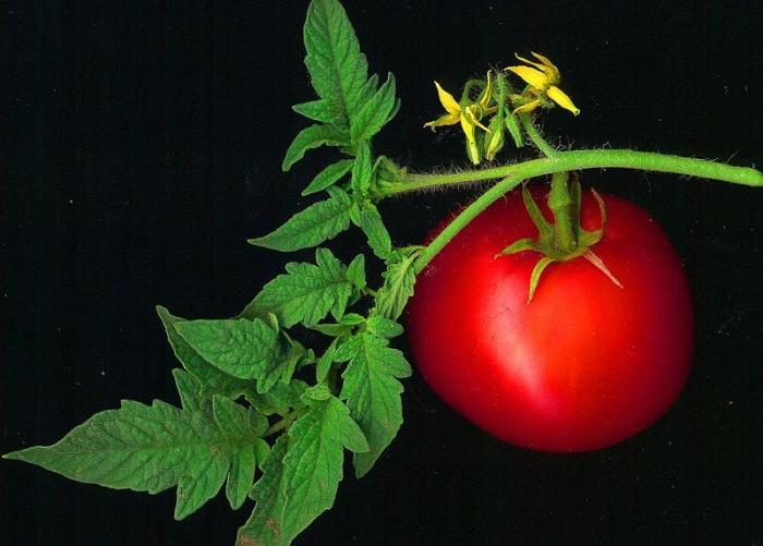 Tomato Andromeda recenze