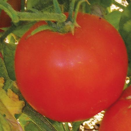 Pomidory "Annie"