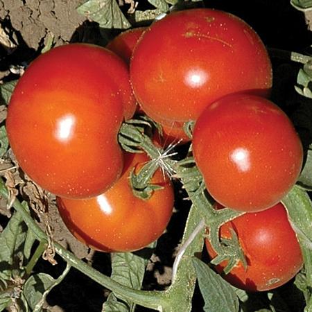 Pomidor Annie F1