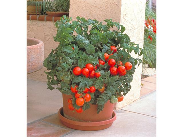 Pomidory pokojowe Balkonowy cud
