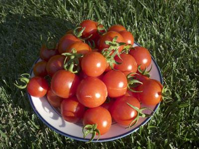 Čudo od balkona rajčice