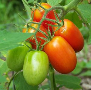 Caspar Tomatoes