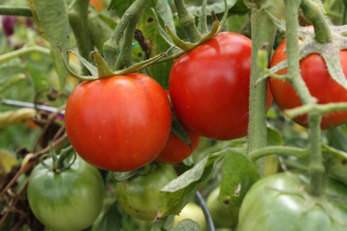 Wybuch odmiany pomidora