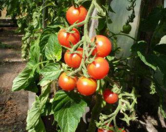 podvazková rajčata otevřená půda