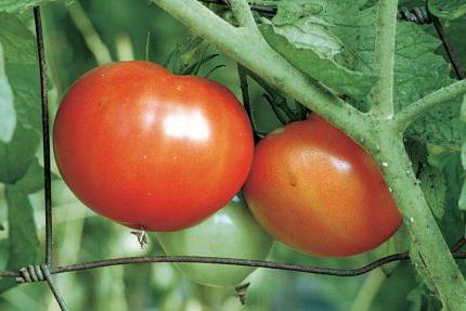 Pomidor Gina