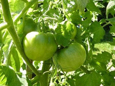 Różnorodność pomidora Gina
